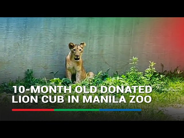 ⁣WATCH: 10-month-old donated lion cub in Manila Zoo | ABS-CBN News