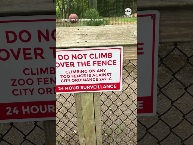 ⁣Woman nearly bitten by tiger after hopping fence at New Jersey zoo