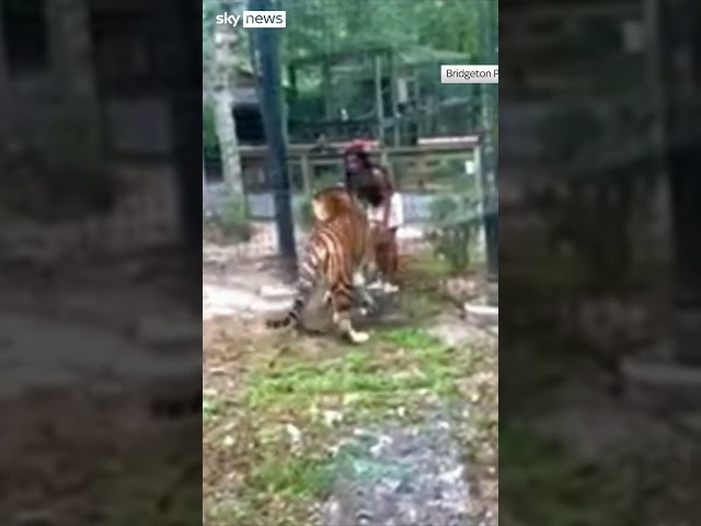 ⁣Police search for woman after approaching tiger at zoo