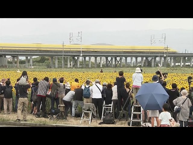 Le Docteur jaune dans un champ de tournesols en fleur