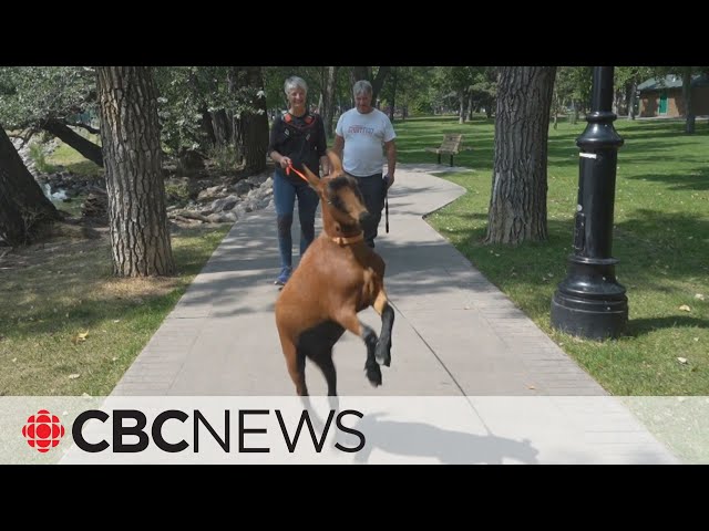 ⁣Meet Boots the goat, Alberta’s newest celebrity