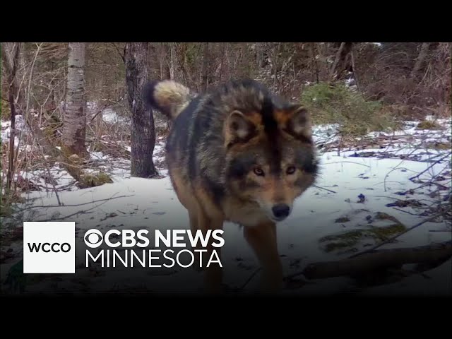 ⁣Is it a dog or a wolf? Video clip has debate heating up.