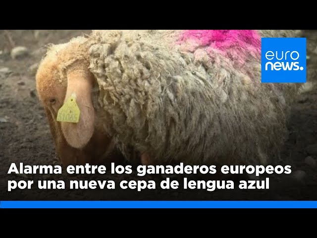 ⁣Una nueva cepa de lengua azul causa una epidemia en Francia y preocupa a los ganaderos europeos