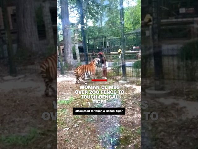 ⁣Woman climbs over zoo fence to touch Bengal tiger