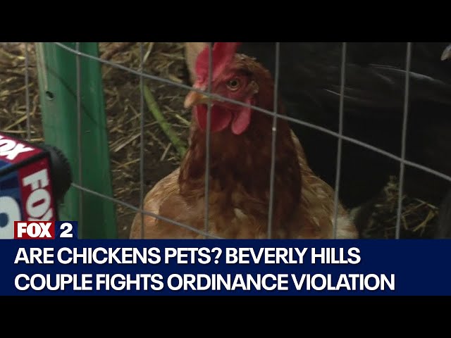 ⁣Beverly Hills debates potential chicken ordinance