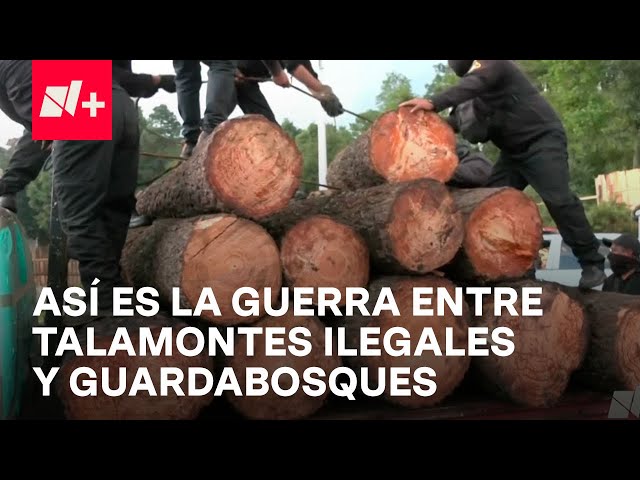 Persiste guerra entre guardabosques y talamontes de Huitzilac, Morelos - En Punto