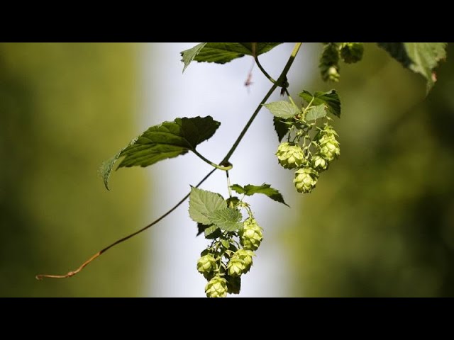 ⁣Lancement de la récolte du houblon en République tchèque