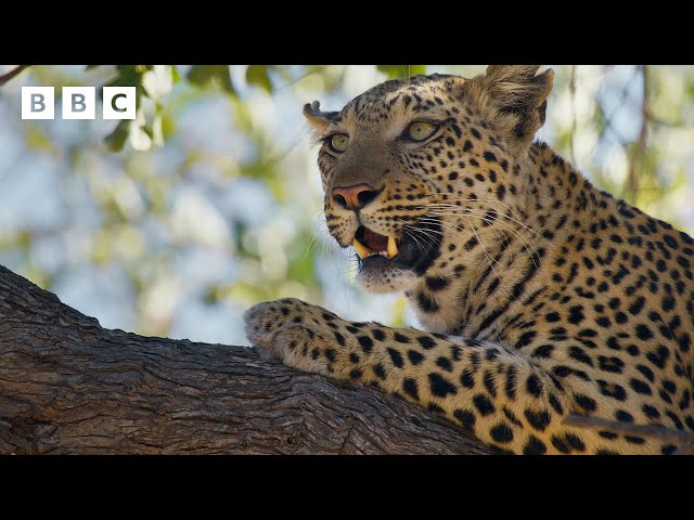 ⁣Leopard launches amazing aerial attack   - BBC