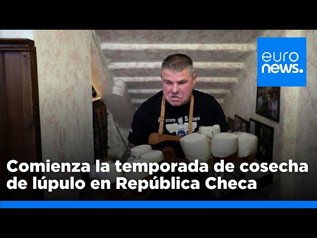 ⁣Comienza la temporada de cosecha del lúpulo en República Checa: Tradición cervecera milenaria