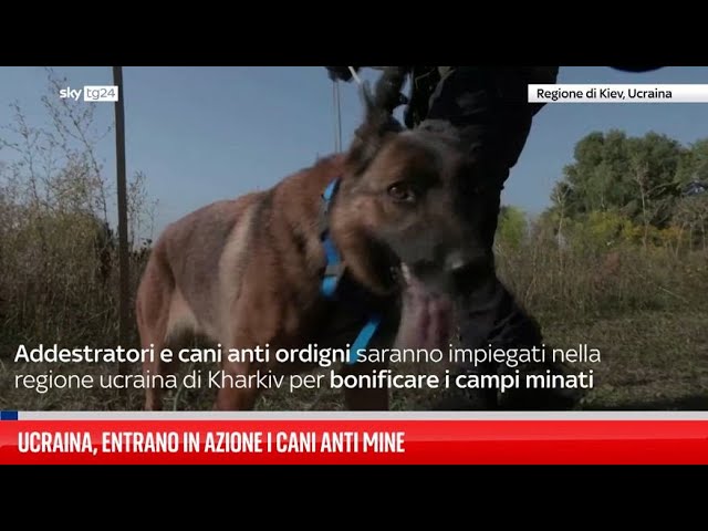 ⁣Ucraina, l'addestramento dei cani anti mine