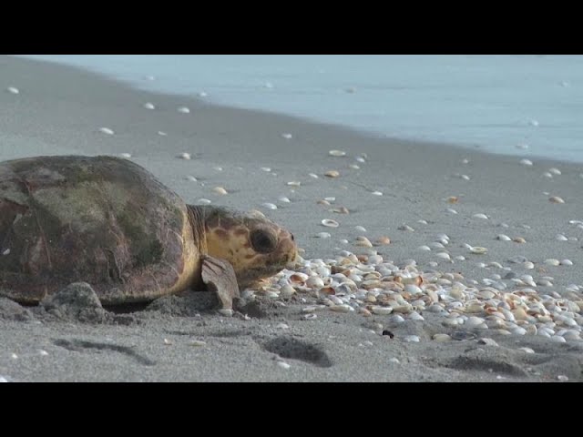 No comment : en Floride, une tortue marine a été relâchée dans l'océan