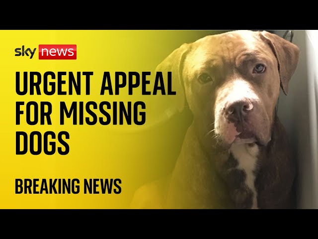 ⁣Urgent appeal for missing dogs suspected of fatal 'attack' after man found dead in garden