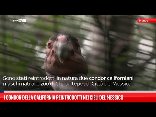 ⁣I condor della California reclamano i cieli del Messico