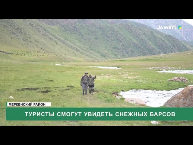 ⁣Туристы смогут увидеть снежных барсов