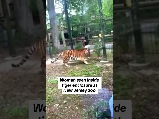 ⁣Woman seen inside tiger enclosure at New Jersey zoo