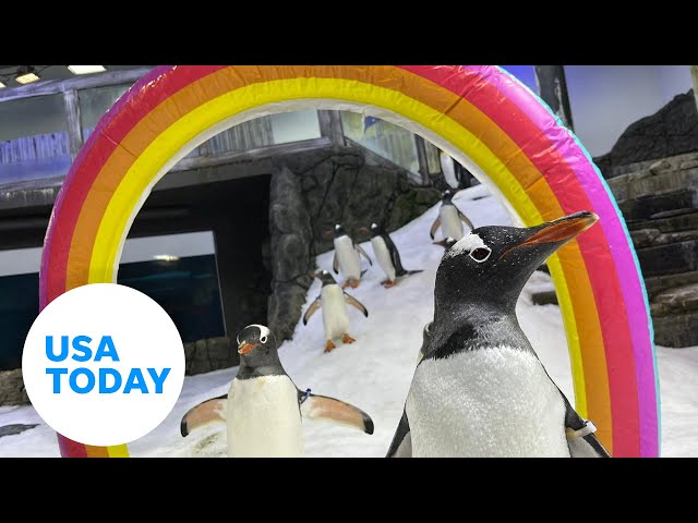 ⁣Sphen and Magic: One half of Sydney's famous same-sex penguin couple dies | USA TODAY