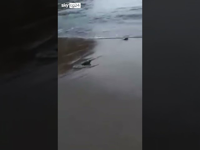 ⁣Forio d’Ischia, nate oltre 90 tartarughe su una spiaggia