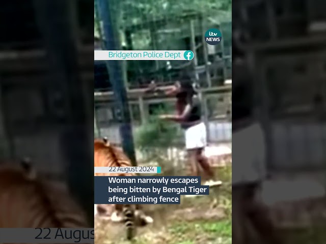 ⁣Woman narrowly escapes being bitten by Bengal Tiger after climbing fence #itvnews #news