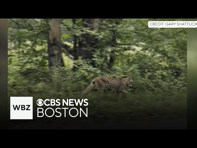 ⁣Canada lynx spotted in Vermont for first time in years