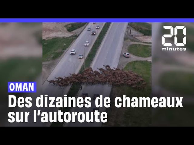 Oman : Des dizaines de chameaux bloquent la circulation d’une autoroute #shorts