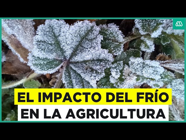 ⁣Heladas en Chile y conservación ambiental: ¿Cuánto afectan las olas de frío a la agricultura?