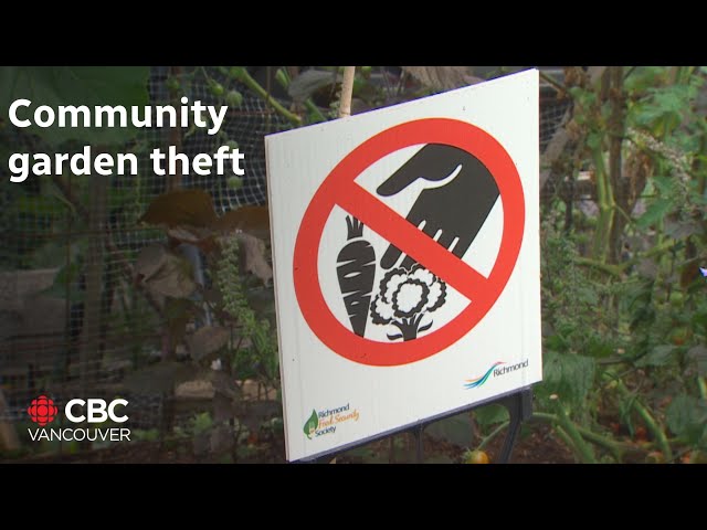 ⁣Richmond residents fed up with rampant theft in community garden