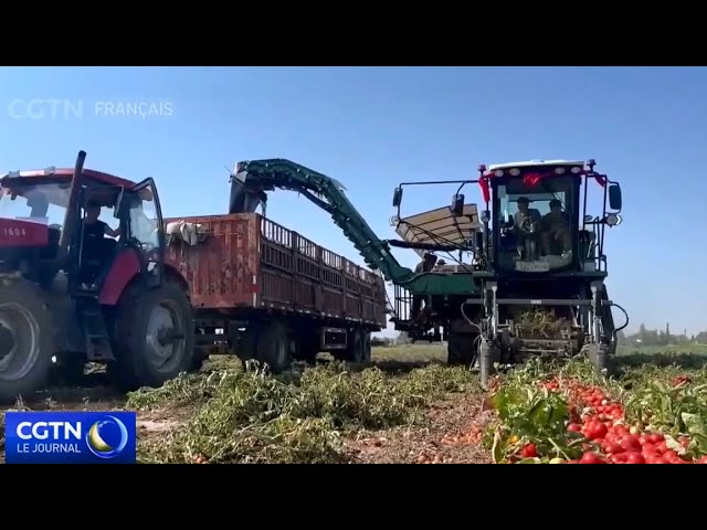 ⁣Des machines intelligentes facilitent la récolte de tomates au Xinjiang