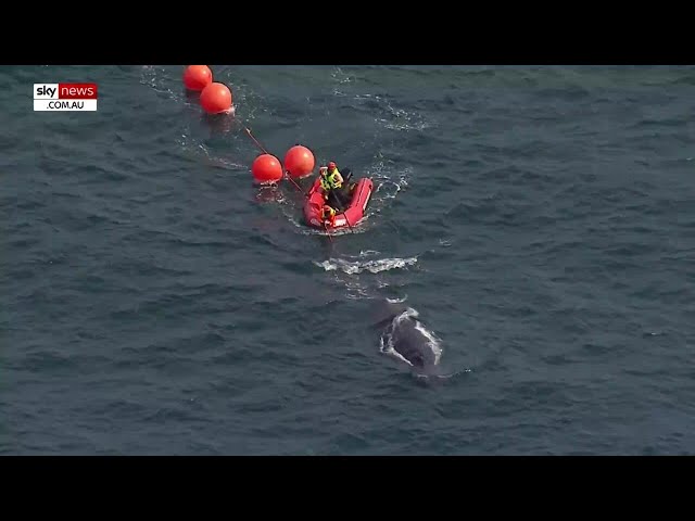 Humpback whale freed  after 20-hour rescue operation