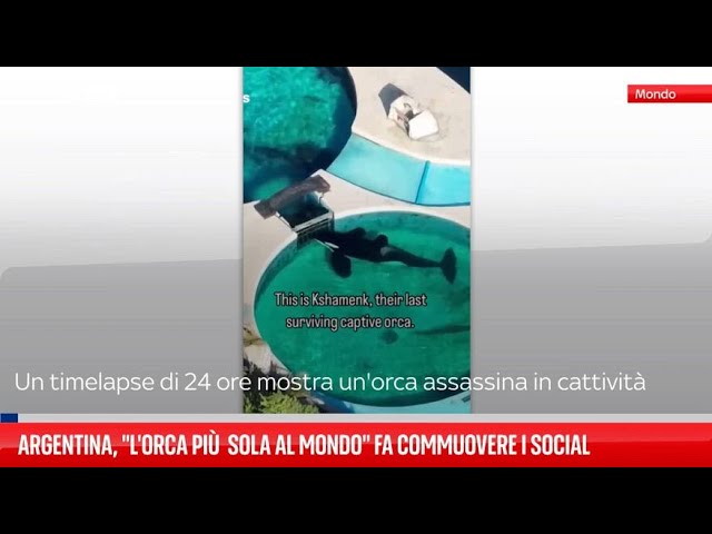 ⁣Argentina, "l'orca più sola al mondo" fa commuovere i social