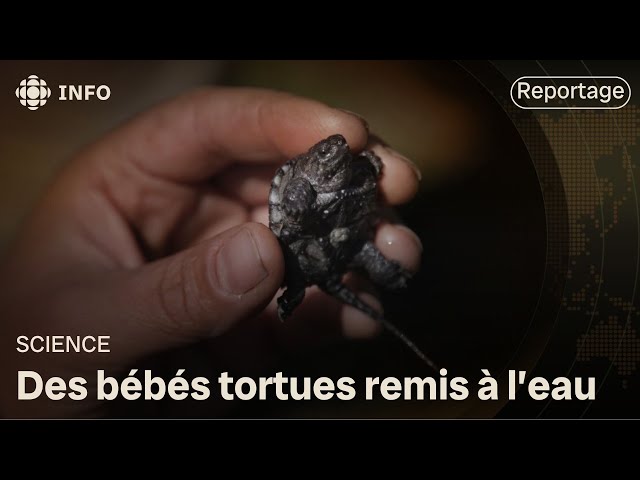 ⁣Des bébés tortues retrouvent la plage d'Oka