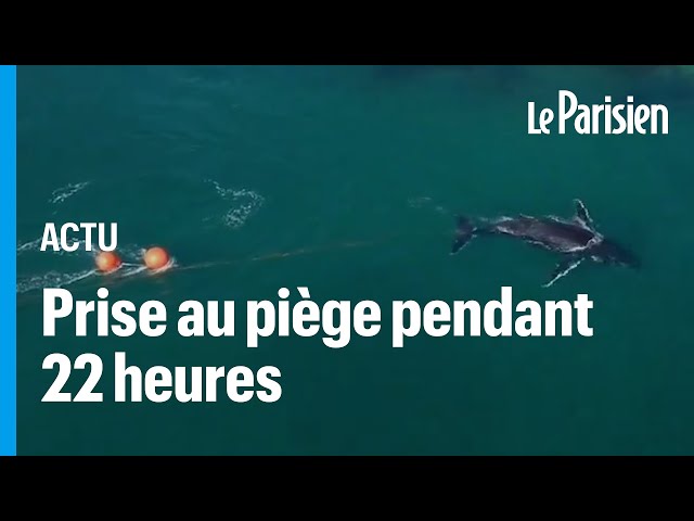 ⁣Australie : une baleine à bosse bloquée 22 heures dans le port de Sydney