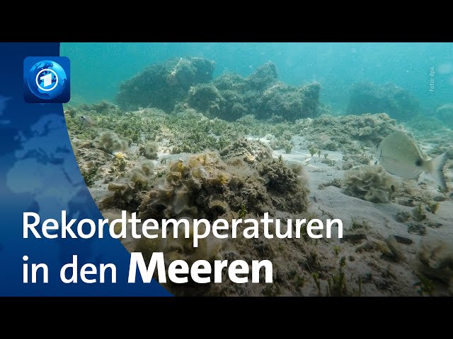 Rekordtemperaturen in den Meeren