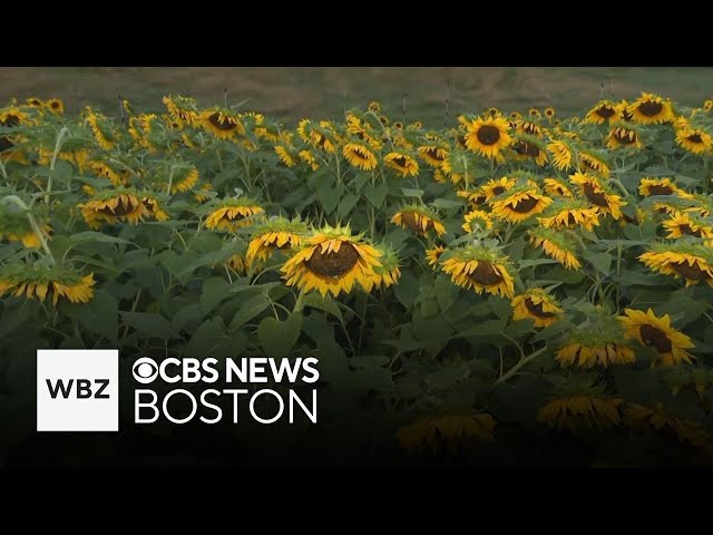 ⁣Wellesley garden letting visitors pick their own flowers at Sunflower Spectacular this weekend