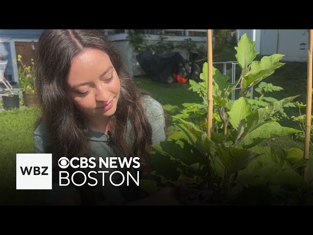 ⁣Influencer based in Massachusetts teaches people how to garden through social media