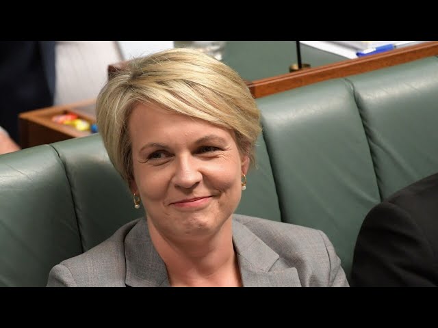 ‘We all are onto her’: Tanya Plibersek vetoed gold mine to save her seat