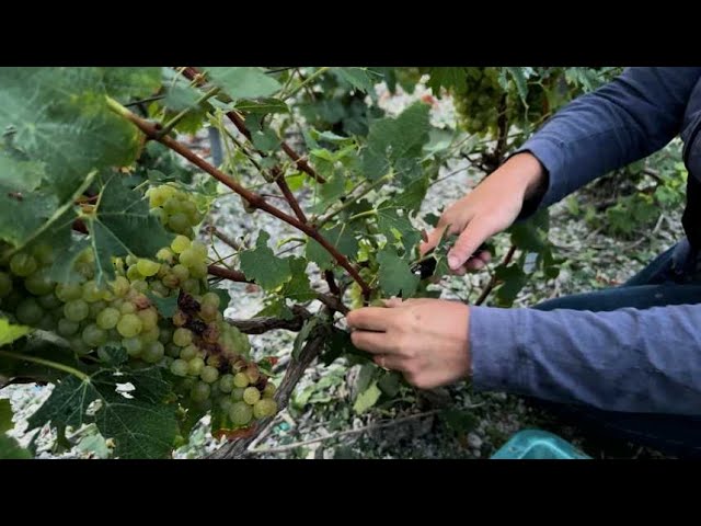 ⁣Malgré une année difficile, les vignerons recrutent pour les vendanges