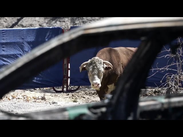 ⁣NOT TODAY: Curly the Bull miraculously survives Borel fire as it tore through Havilah