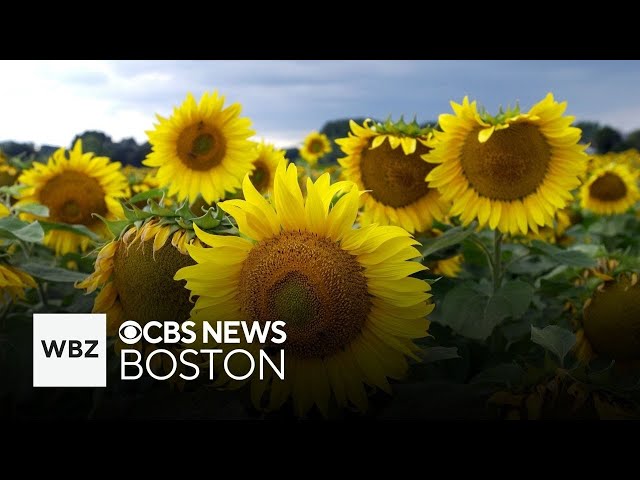 ⁣Sunflower Spectacular offering pick your own flowers at Wellesley garden