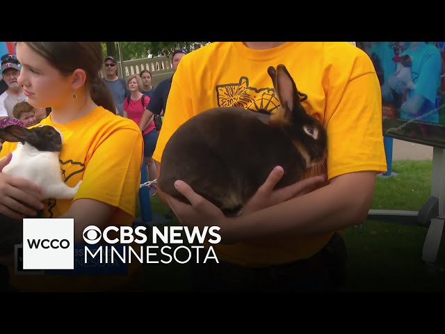 ⁣How do you show off a rabbit? These State Fair pros share.