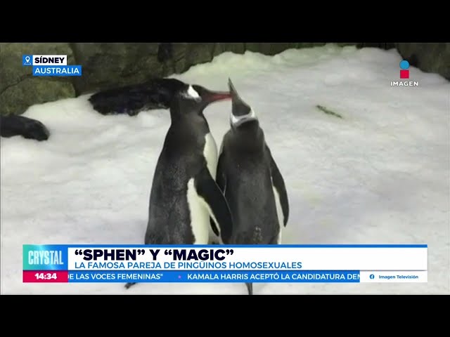 ⁣Muere uno de los pingüinos homosexuales del acuario de Sídney