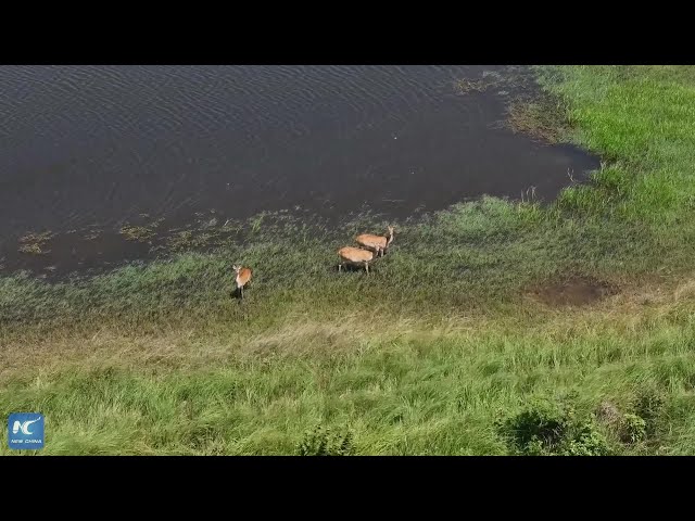 ⁣Eyes on Hainan: Hainan Eld's deer, a highlight of national ecological progress