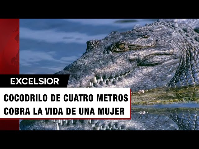 ⁣Cocodrilo mata a una mujer mientras nadaba sobre un río