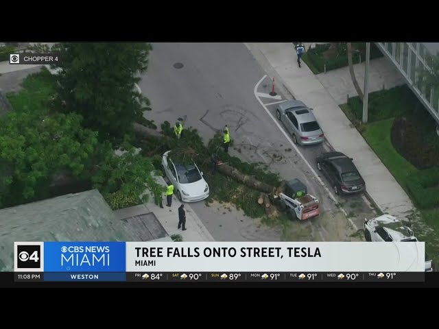 ⁣Video shows moments tree falls onto Miami street, Tesla