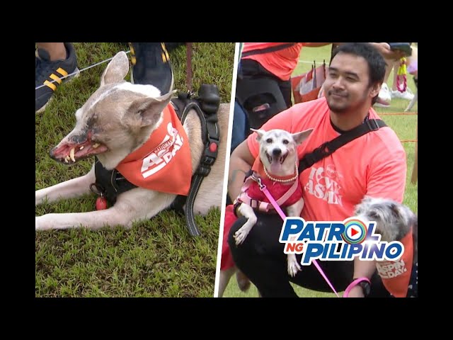 ⁣Animal welfare groups hinihikayat ang pag-ampon ng mga aspin  | Patrol ng Pilipino