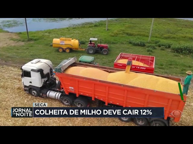 ⁣Seca derruba rendimento de safrinha de milho