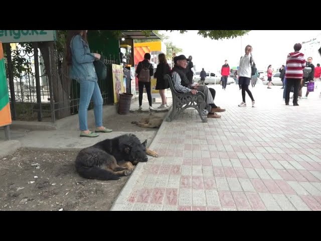 ⁣Зоозащитники требуют пересмотреть систему отлова собак