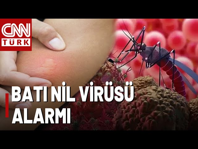 ⁣Batı Nil Virüsü Türkiye'de Görüldü: 6 Kişide Tespit Edildi! Yeni Bir Pandemi Olabilir Mi?