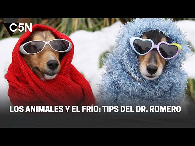 ⁣Los ANIMALES y el FRÍO: TIPS del DR. ROMERO