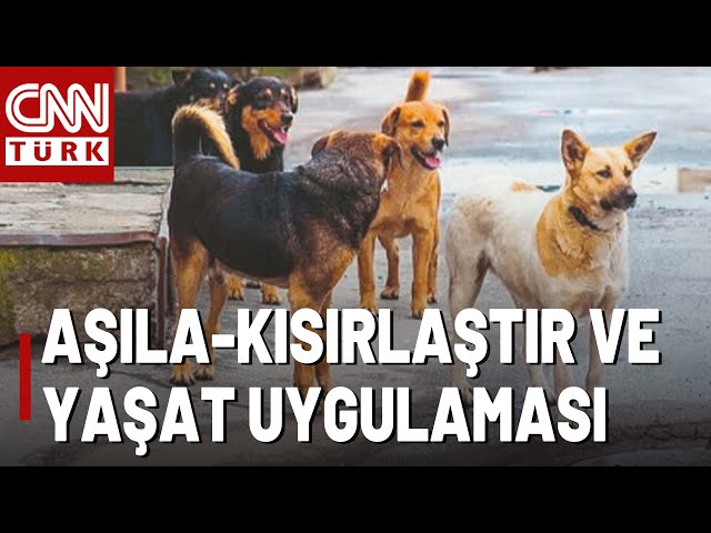 Sokak Hayvanları Yasasını Konuştu! Adalet Bakanı Tunç: "Hayvanları Da İnsanları Da Yaşatalım&qu