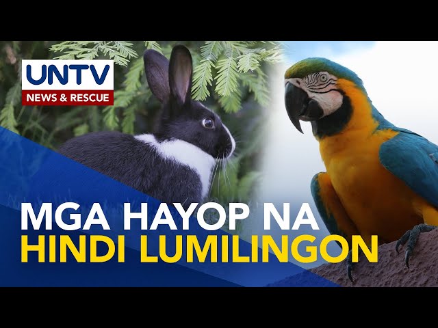 ⁣Alamin: mga hayop na hindi lumilingon | Wonders of Creation